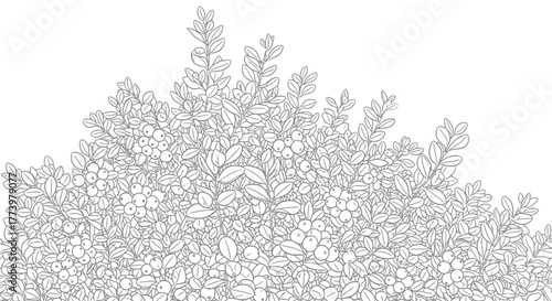 Detailed Line Art Illustration of a Dense Shrub with Berries for Coloring Books, Botanical Studies, and Creative Design Projects