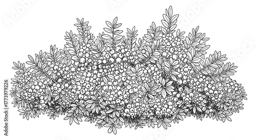 Detailed botanical illustration of a dense shrub with berries, perfect for landscape design elements and educational botanical studies.