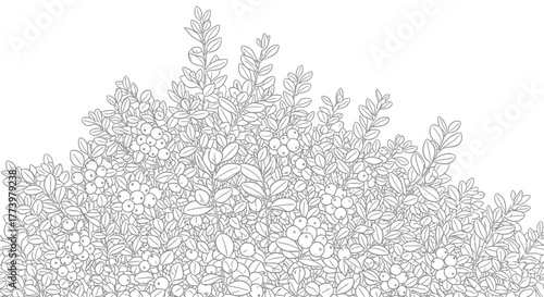 Intricate Bush Illustration with Detailed Leaves and Berries, Perfect for Botanical Studies, Coloring Pages, and Natural Themed Designs.