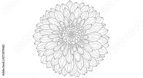 Delicate Dahlia Flower Line Art Illustration for Botanical Studies, Coloring Books, and Floral Design Projects Showcasing Plant Anatomy