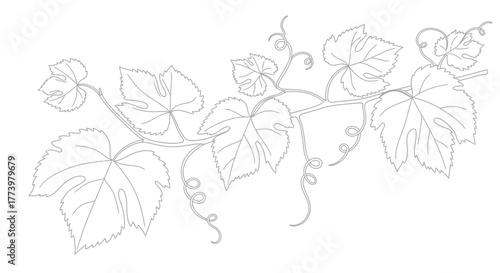 Elegant Grapevine Illustration with Delicate Leaves and Tendrils, Perfect for Wine Labels, Invitations, and Vineyard-Themed Designs, ready for Adobe Stock users.