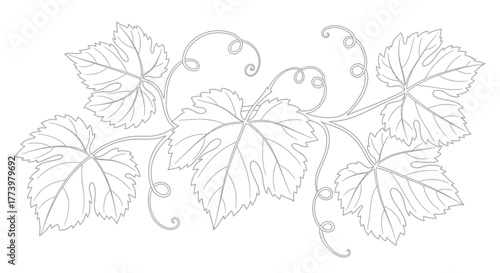 Elegant grape vine illustration featuring delicate leaves and tendrils, perfect for wine labels, invitations, and botanical-themed design projects.