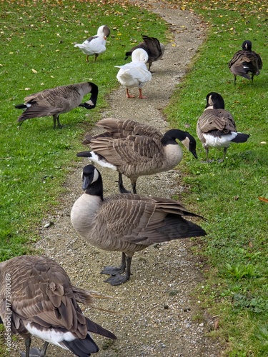 snow and canada geese on a green grass 