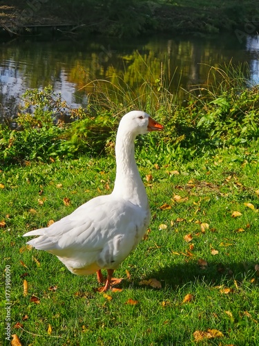 snow and canada geese on a green grass 