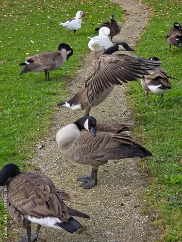 snow and canada geese on a green grass 