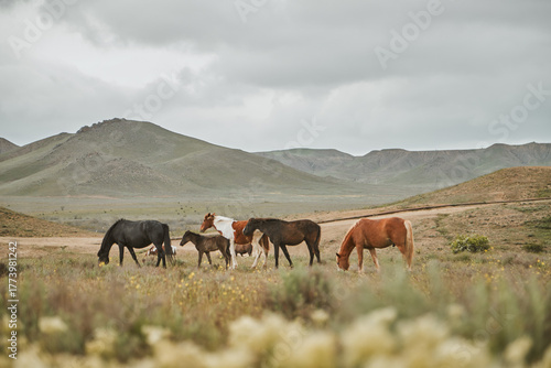 Horses in the mountains. Herd. High quality photo