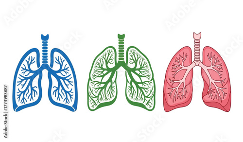 Three stylized human lungs in blue, green, and red, representing respiratory system health and medical illustration concepts.