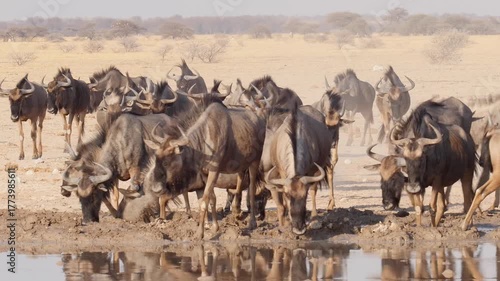 Wallpaper Mural wildebeest at waterhole, drinking 674 Torontodigital.ca