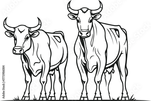 Bull and cow pair outline, clear muscular shape for bull, minimal style, white background, modern agriculture vector illustration 1