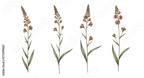 Elegant watercolor botanical illustrations featuring tall, delicate wild meadow flowers with reddish-brown blooms and slender green leaves.