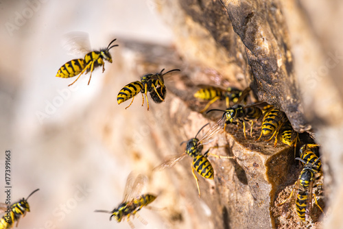 Vespula germanica, German wasp species (Hymenoptera: Vespidae) photographed in Valencia province, Spain, showing details of the social wasp morphology and coloration.