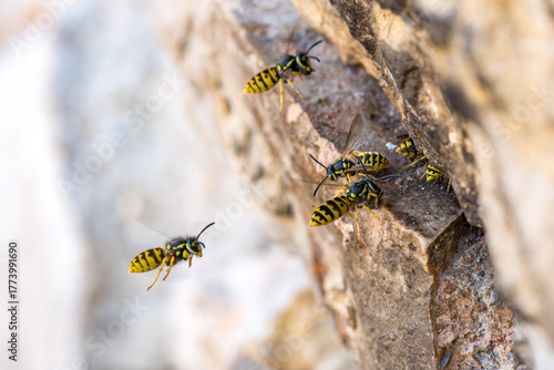 Vespula germanica, German wasp species (Hymenoptera: Vespidae) photographed in Valencia province, Spain, showing details of the social wasp morphology and coloration.