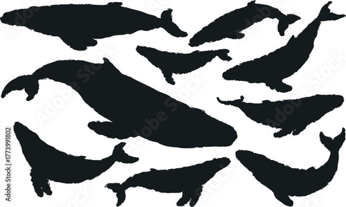Whale silhouettes swimming in ocean vector art wildlife marine background