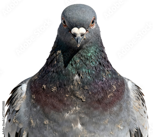 Detailed close-up portrait of a gray pigeon looking directly at the camera on a white background, showcasing iridescent plumage detail and avian