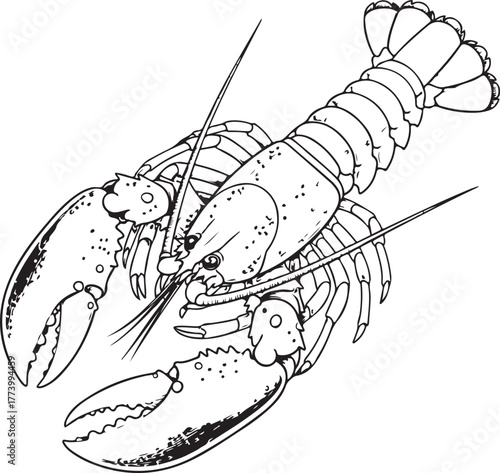 Lobster illustration