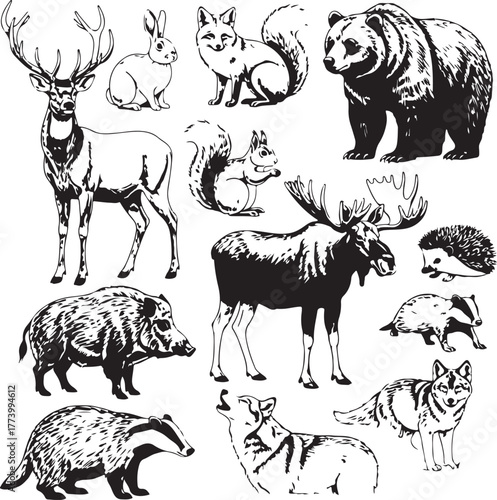 Collection of wild forest animal drawings