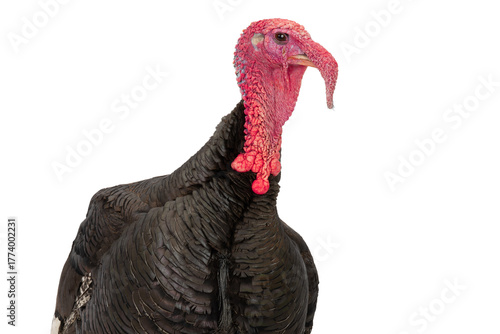 portrait turkey isolated on a white background.