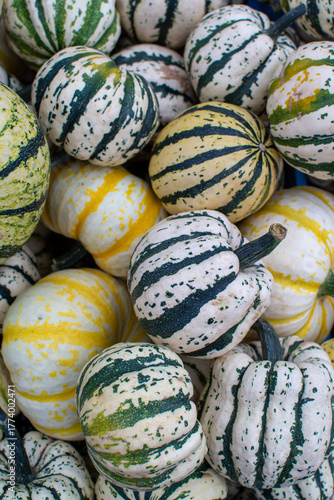 Close-up of Variegated White, Yellow, and Green Ornamental Pumpkins and Gourds
