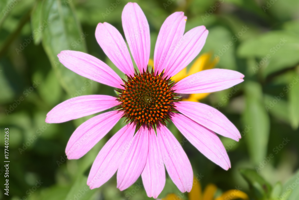 Fototapeta premium Close-up of an eastern purple coneflower, Echinacea purpurea, with green foliage background