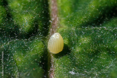 Monarch butterfly, danaus plexippus, egg laid on a milkweed leaf