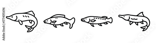 Arapaima fish vector illustration scalable graphic design icon