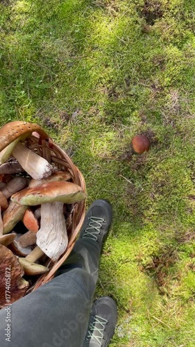A woman bends down in the forest, picks a white mushroom growing in soft green moss, and gently places it into a wicker basket full of freshly gathered mushrooms. Calm and natural scene.