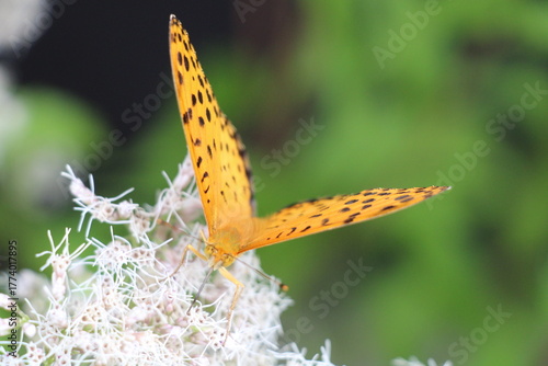 Silver-washed fritillary (Argynnis paphia) on a flower