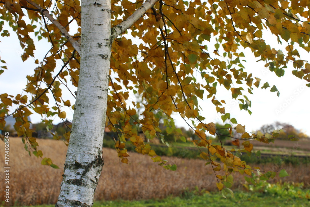 Obraz premium Birch on a sunny autumn day. Bright yellow leaves on birch branches close-up. White birch trunk in focus on a blurred blue background. Autumn birch under bright sunlight close-up.