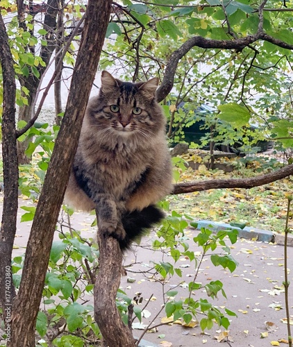 A street cat sits on a branch