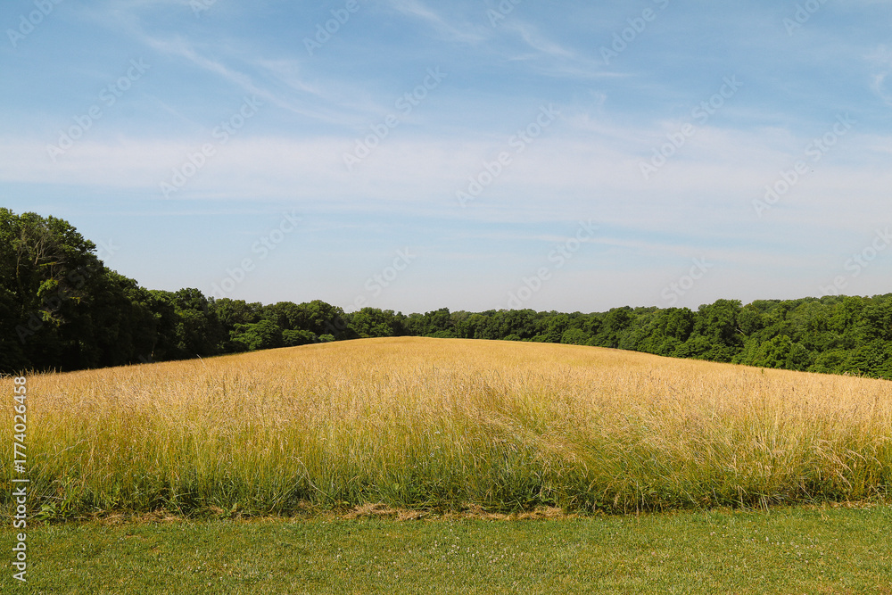 Obraz premium A wide open field of tall golden grass stretches to the horizon bordered by dense green trees beneath a blue sky with wispy clouds on a bright sunny day in nature