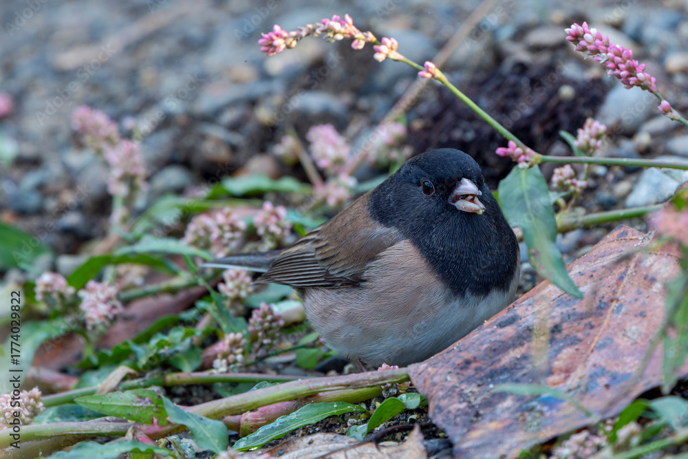 Fototapeta premium Dark-eyed Junco feeding on the ground