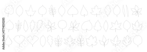 Big set of leaves maple, oak, birch, chestnut, linden, poplar, ginkgo, and others. Contour silhouettes on a white background. Spring, summer, or fall collection outline foliage. Vector illustration