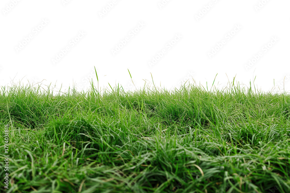 Fototapeta premium Lush green grass field landscape isolated on a bright background showcasing nature's beauty and simplicity in a serene setting