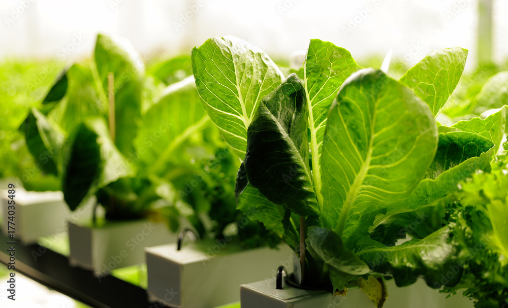 Naklejka premium Lush green hydroponic lettuce growing indoors in controlled environment in modern greenhouse