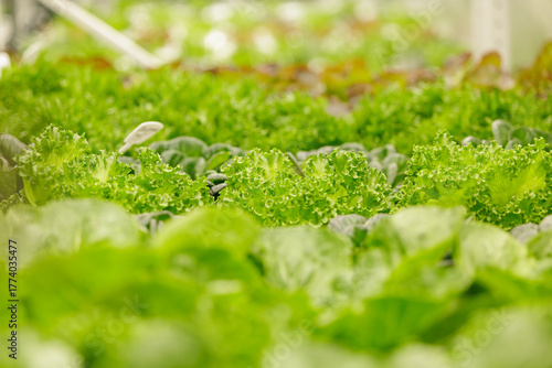 Lush green romaine and leafy lettuce in vibrant hydroponic garden in modern greenhouse