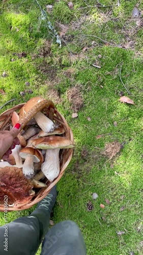 A woman walks through the forest on soft moss carrying a basket full of freshly picked wild mushrooms. Peaceful natural scene of mushroom foraging and connection with nature.