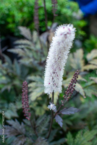 Close-up of a Black Cohosh Flower Spike with White Blooms and Dark Foliage