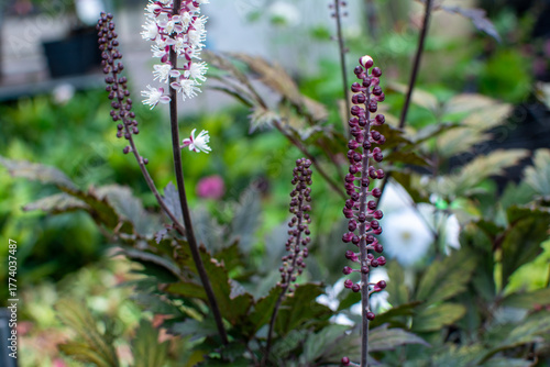 Black Cohosh Flower Spikes with White Blooms and Dark Foliage