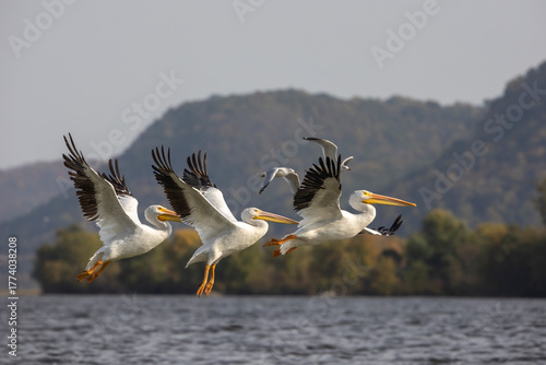 Slika na platnu three white american pelicans flying in unison