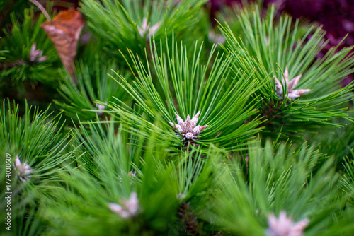 Close-up of Vibrant Green Mugo Pine Needles with Buds