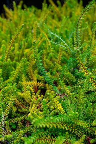 Close-up of Vibrant Green and Yellow Heather Foliage