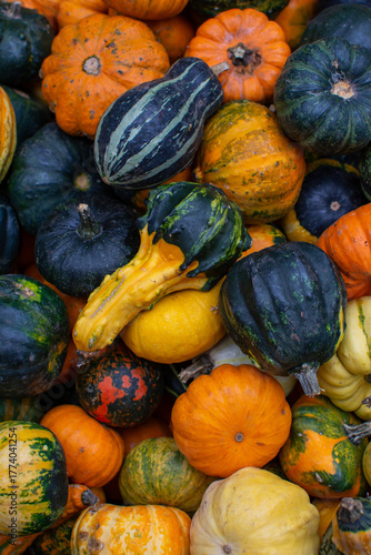 A Bountiful Pile of Multi-Colored Ornamental Pumpkins and Gourds