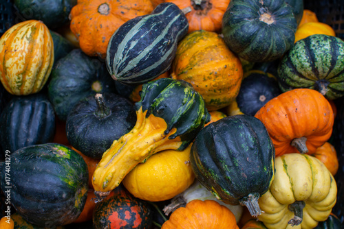 A Bountiful Pile of Multi-Colored Ornamental Pumpkins and Gourds
