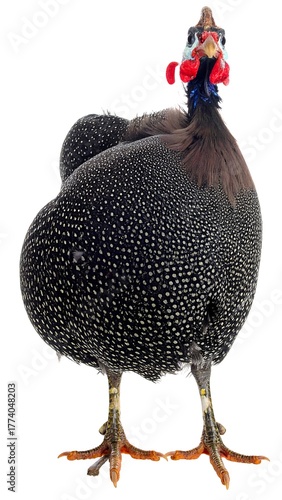 A guinea fowl stands facing forward, its speckled feathers in sharp focus on white