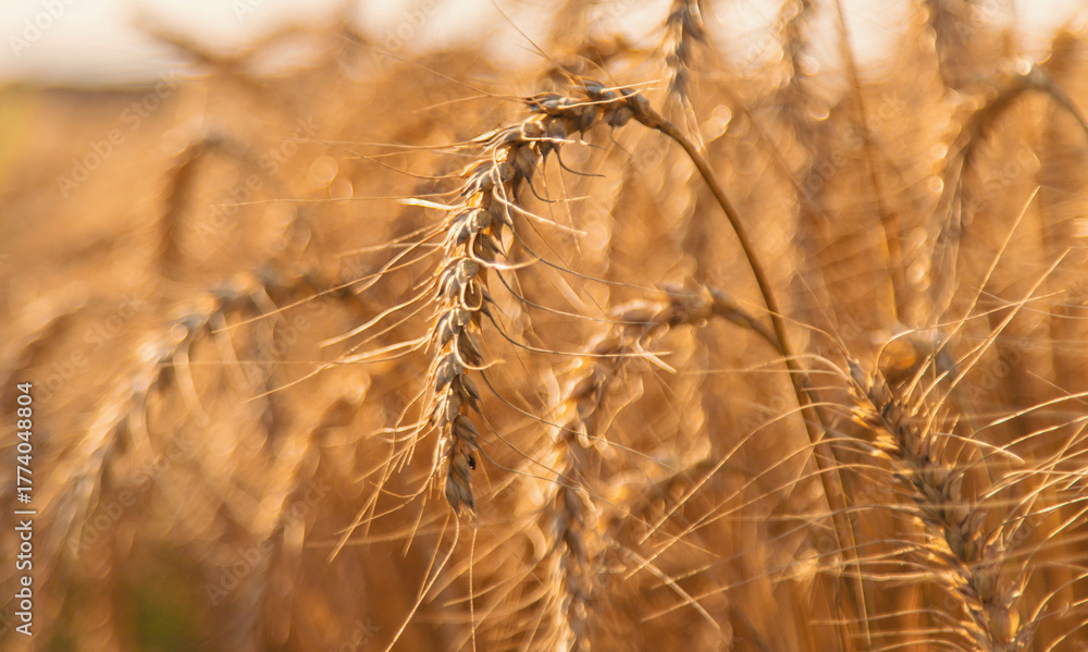 Fototapeta premium Wheat growing spikelets field harvest. Selective focus.