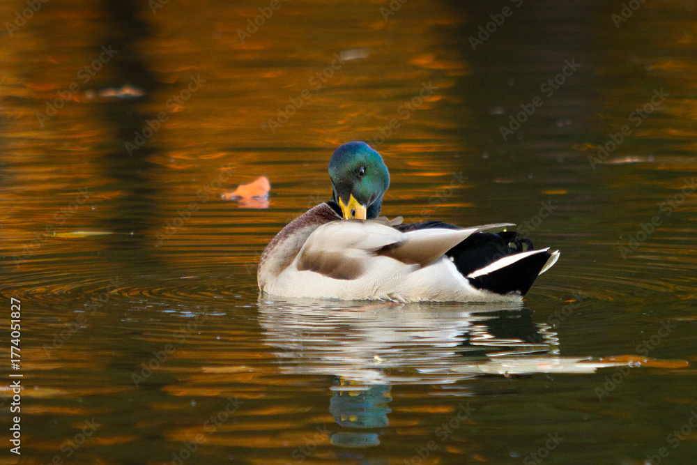 Obraz premium A male mallard duck grooming its feathers on a calm autumn lake with golden reflections of fall trees on the water surface. Peaceful wildlife scene symbolizing nature, serenity, and seasonal beauty.