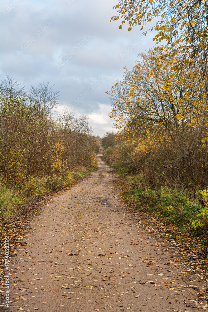 Fototapeta premium Vertical view of a winding autumn trail through golden birch forest, flanked by bushy undergrowth and scattered yellow leaves on the dirt path under cloudy skies