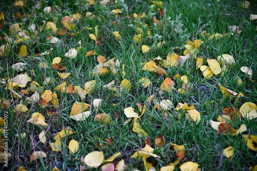 Beautiful maple leaves in autumn sunny day in foreground and blurry background in Kyushu, Japan. No people, close up, copy space