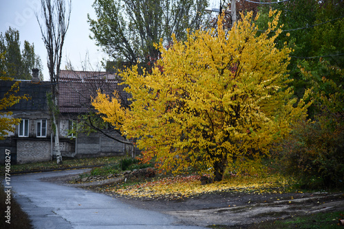 Beautiful maple leaves in autumn sunny day in foreground and blurry background in Kyushu, Japan. No people, close up, copy space