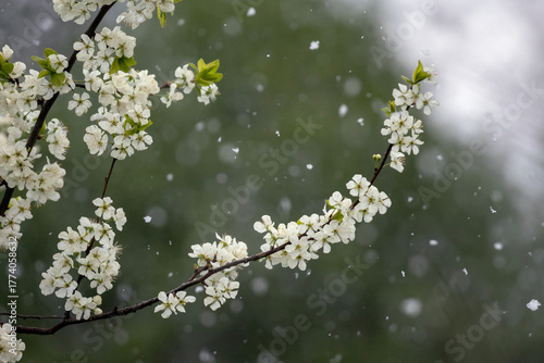 weather anomaly snow falls on flowering branches of white bird cherry in May ...